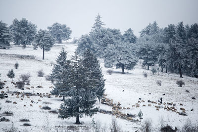 Trees on snow covered landscape against sky