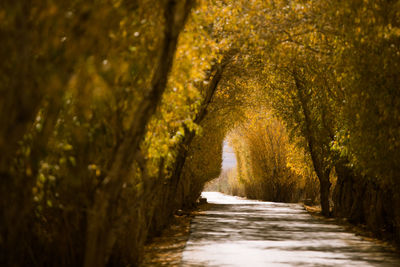 Narrow footpath amidst trees