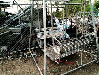 Bird in cage