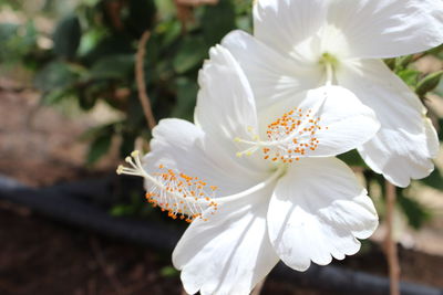 Close-up of white hibiscus flowers blooming outdoors