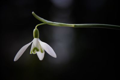 Close-up of white flower blooming against black background