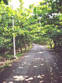 Road amidst trees