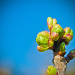 Close-up of fruits against blue sky