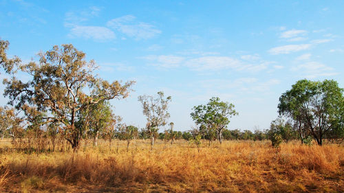 Trees on field against sky