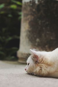 Close-up of cat looking away