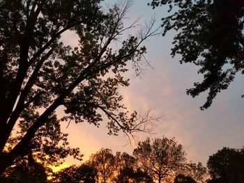 Low angle view of silhouette trees against sky