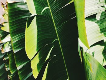 Close-up of banana leaves