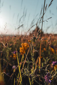 Close-up of yellow flowering plants on field