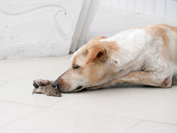 High angle view of a dog sleeping on floor