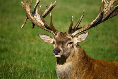 Close-up portrait of deer