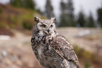 Close-up portrait of owl