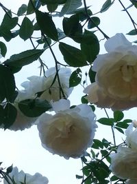Low angle view of tree branches