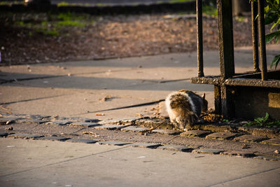 View of squirrel