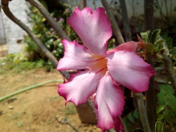 Close-up of pink flower blooming outdoors