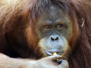 Close-up of a monkey looking away