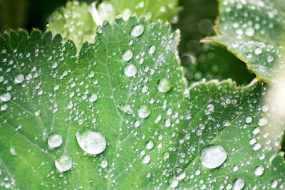 Close-up of water drops on leaf