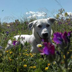 Dog looking away on field