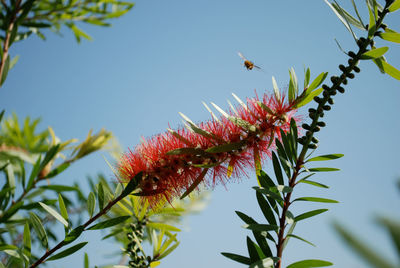 Low angle view of red flowers