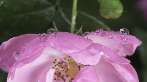 Close-up of raindrops on pink rose flower