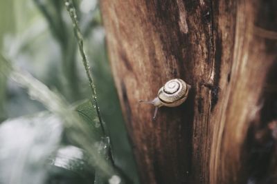 Close-up of snail on wood