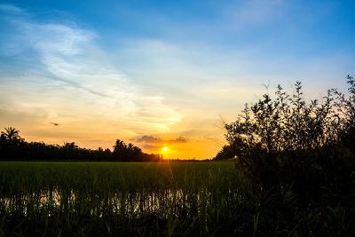 Scenic view of field against sky during sunset