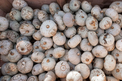 White pumpkins in big wooden box on pumpkin farm.