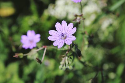 Close-up of pink flowering plant