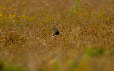 View of bird on field