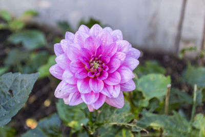 Close-up of pink flowers blooming