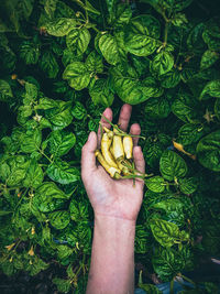 High angle view of person hand holding leaf