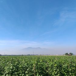 Scenic view of agricultural field against blue sky