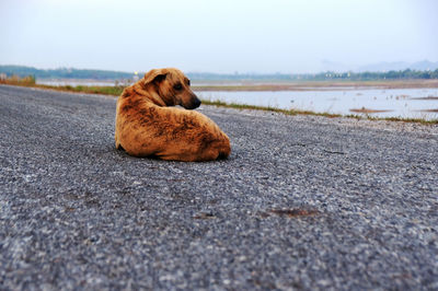 Dog resting on road