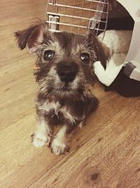 Portrait of a dog