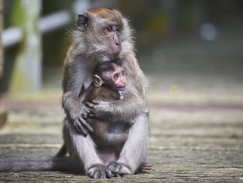 Long tailed macaque monkey and her baby