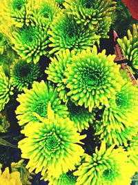 Close-up of yellow flowers