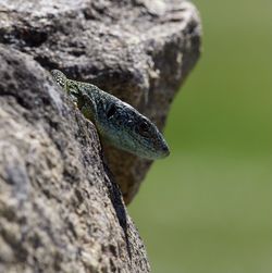 Close-up of lizard on rock