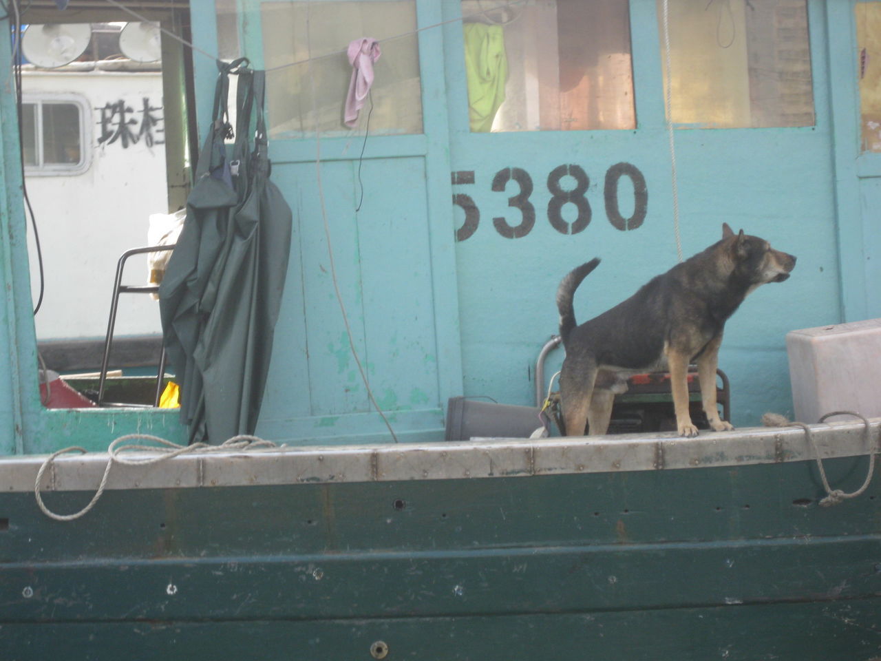 Boat dog