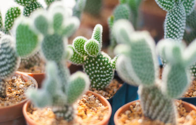 Close-up of succulent plant in market