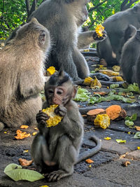 View of monkey eating food