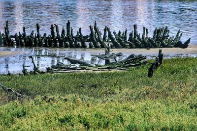 Birds on grass in water