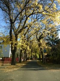 Road amidst trees against sky in city