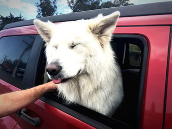 Dog lying down in car