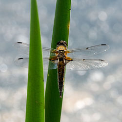 Close-up of dragonfly on leaf