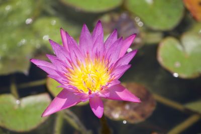 Close-up of purple water lily blooming outdoors