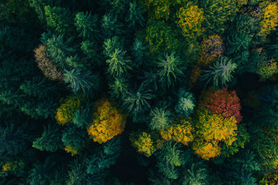 High angle view of yellow flowering plants