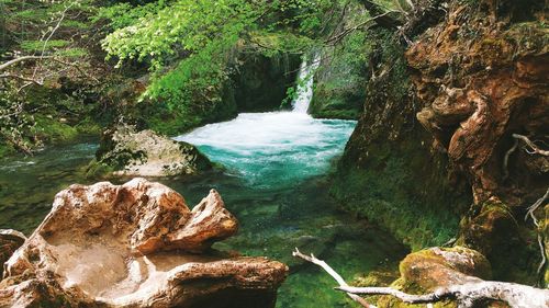 Reflection of trees in water