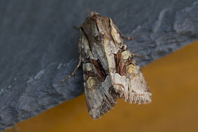 Close-up of damaged tree trunk