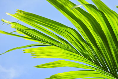 Low angle view of palm tree leaves against sky