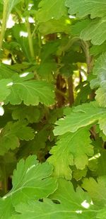 Close-up of green leaves