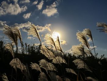 Low angle view of plants against sky